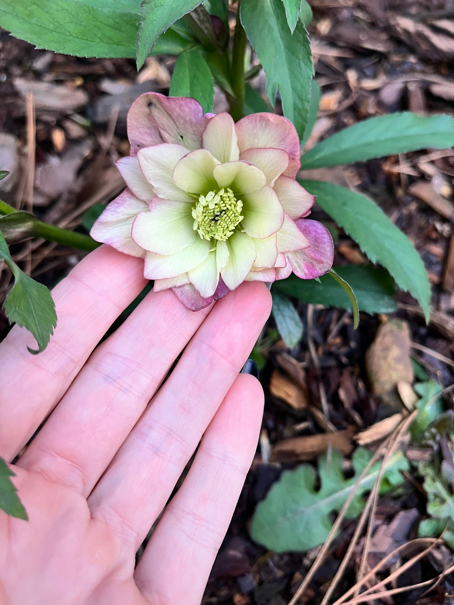 Bare Root Hellebores