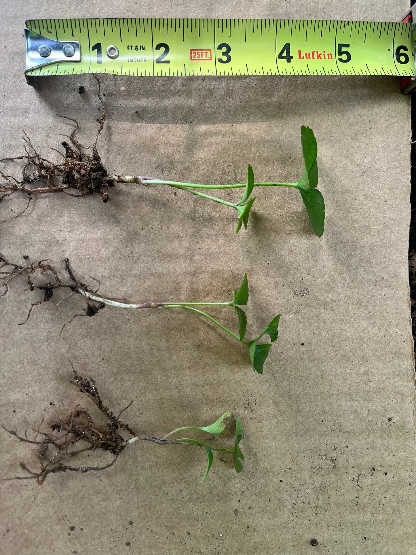 Bare Root Hellebores