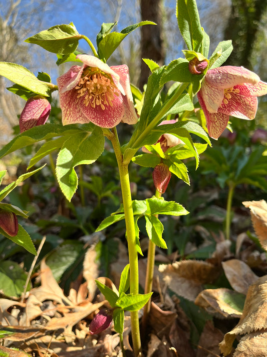 Bare Root Hellebores