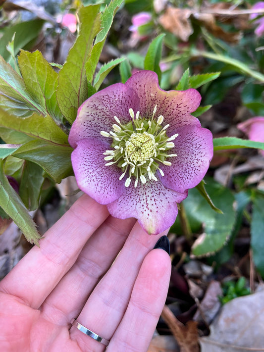Bare Root Hellebores