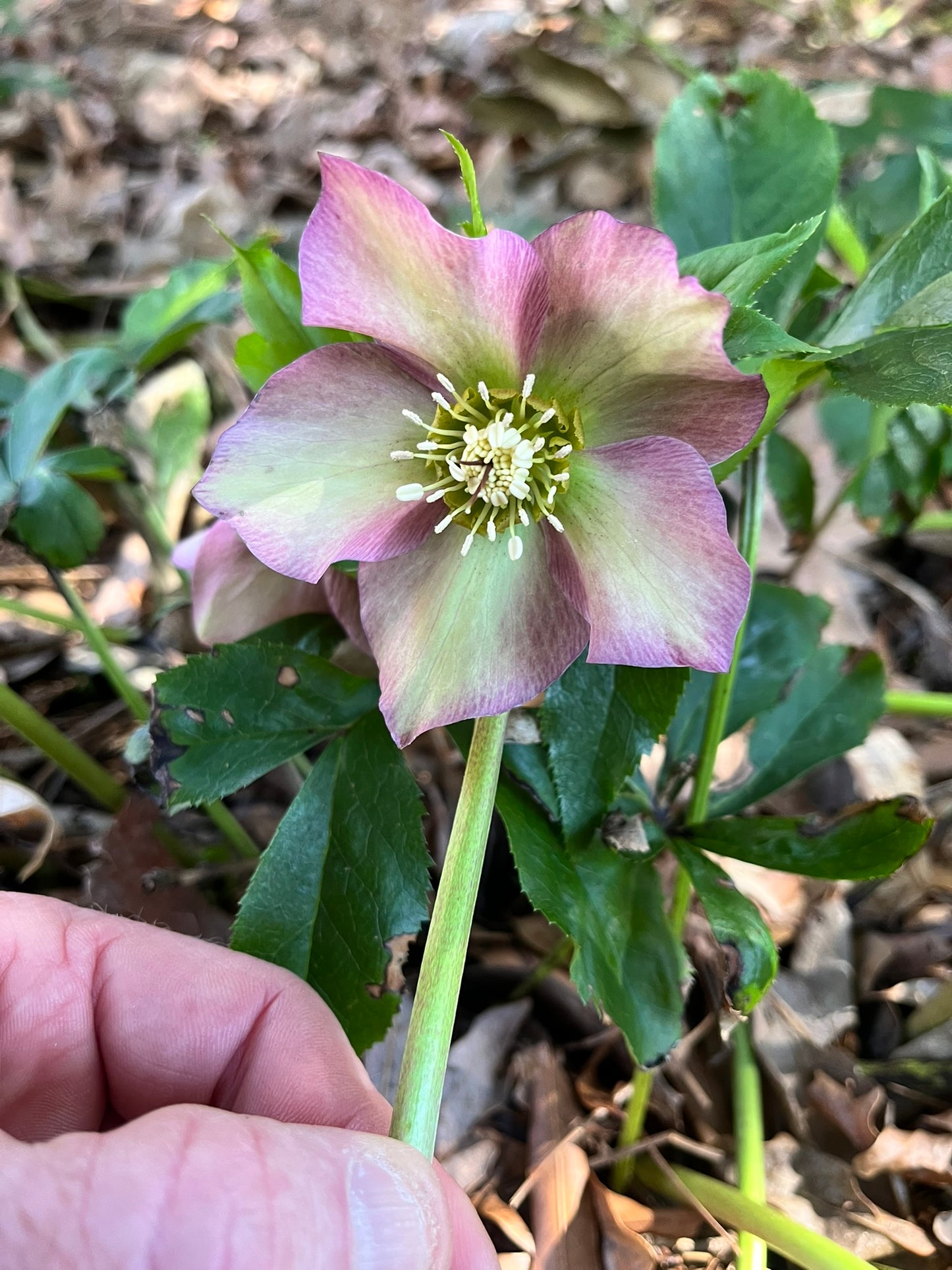 Bare Root Hellebores