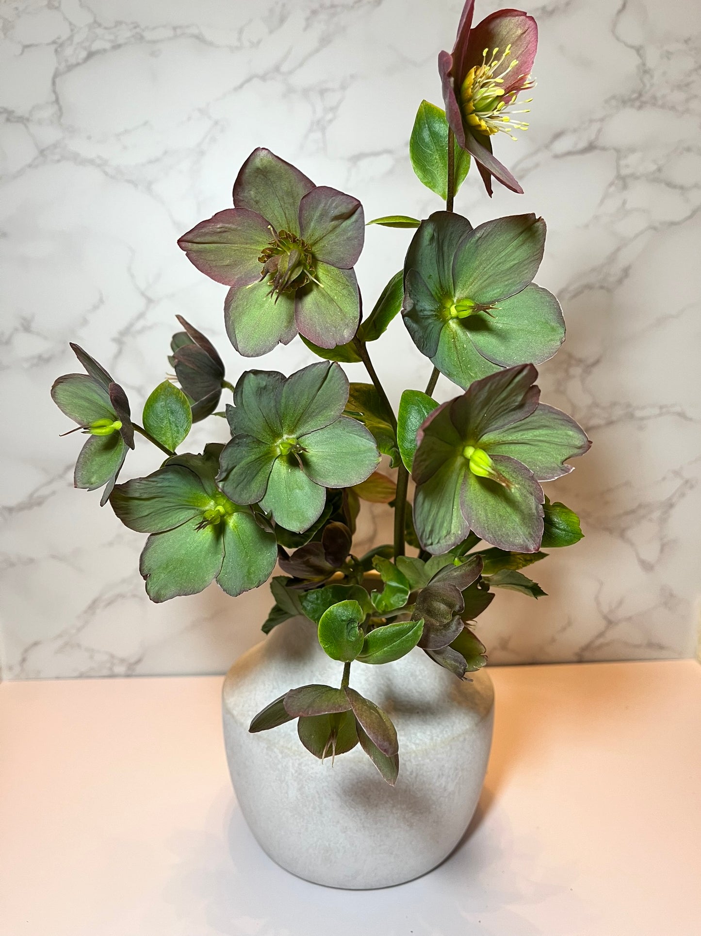Hellebore Cut Flowers (Out of Season)