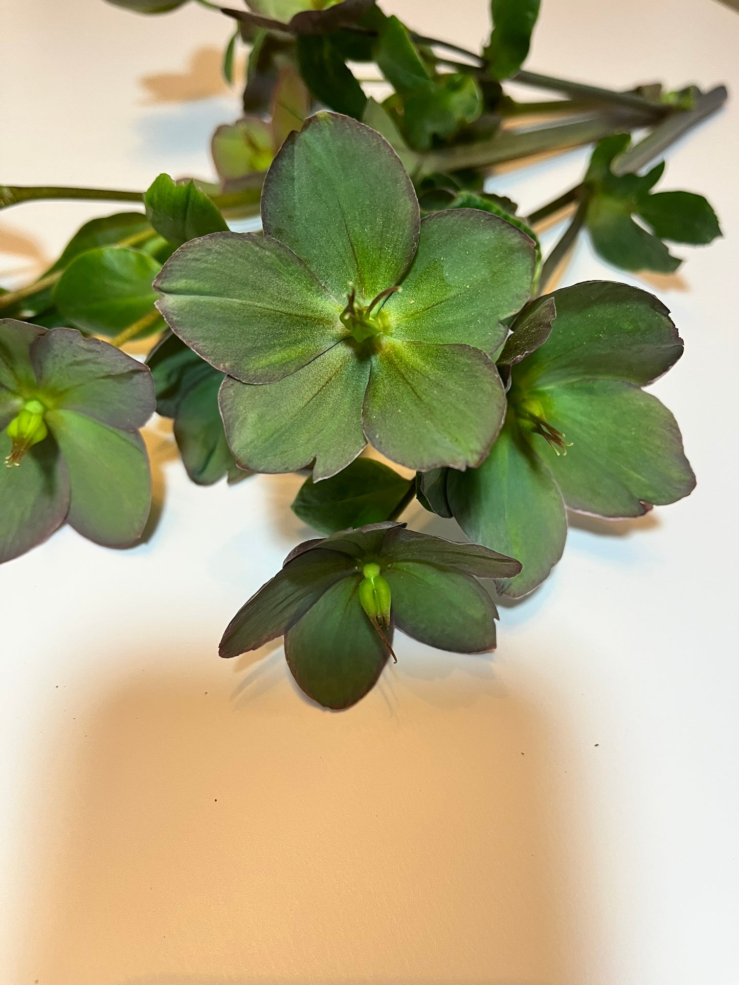 Hellebore Cut Flowers (Out of Season)
